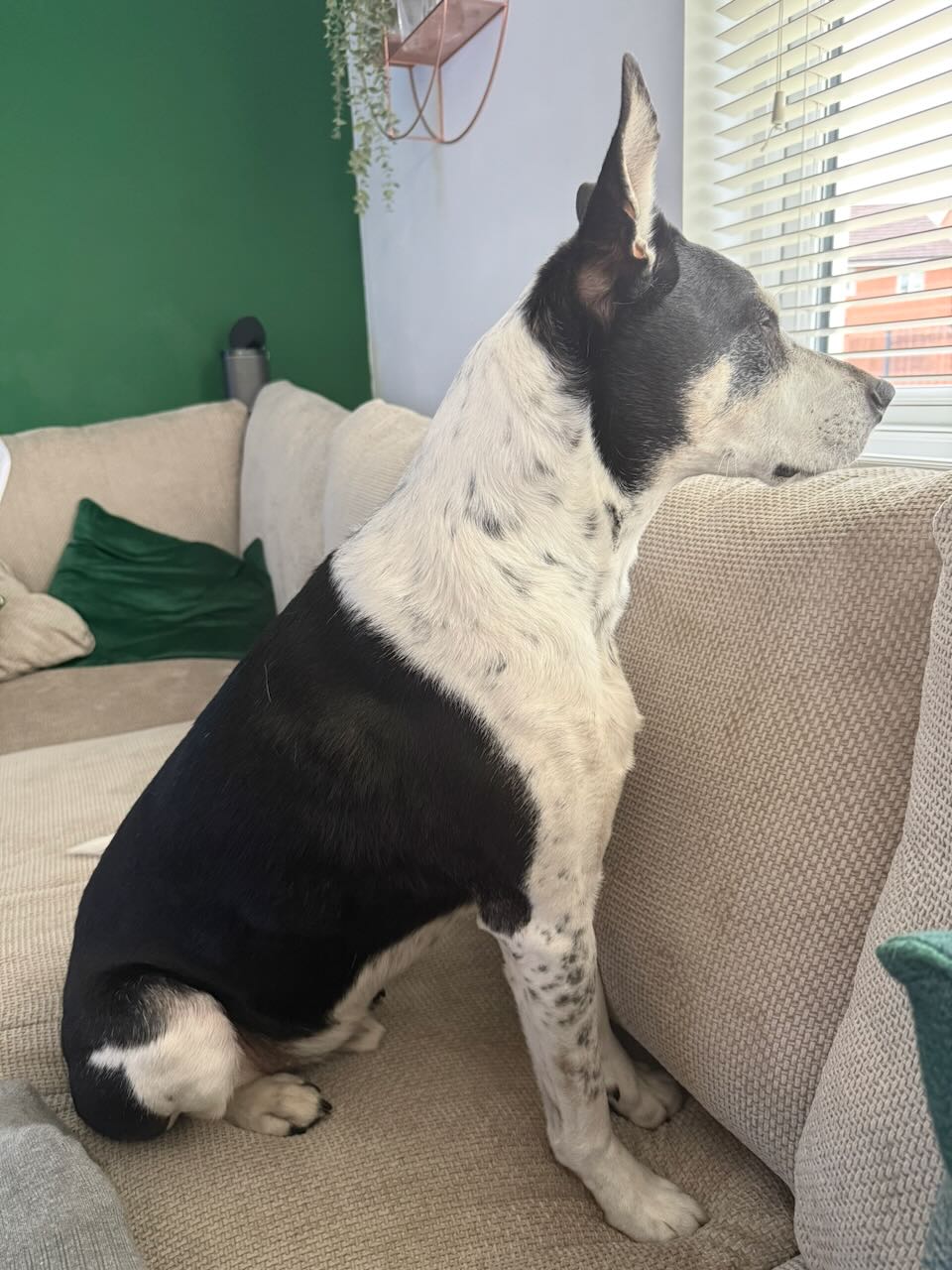 A contented senior dog resting comfortably at home