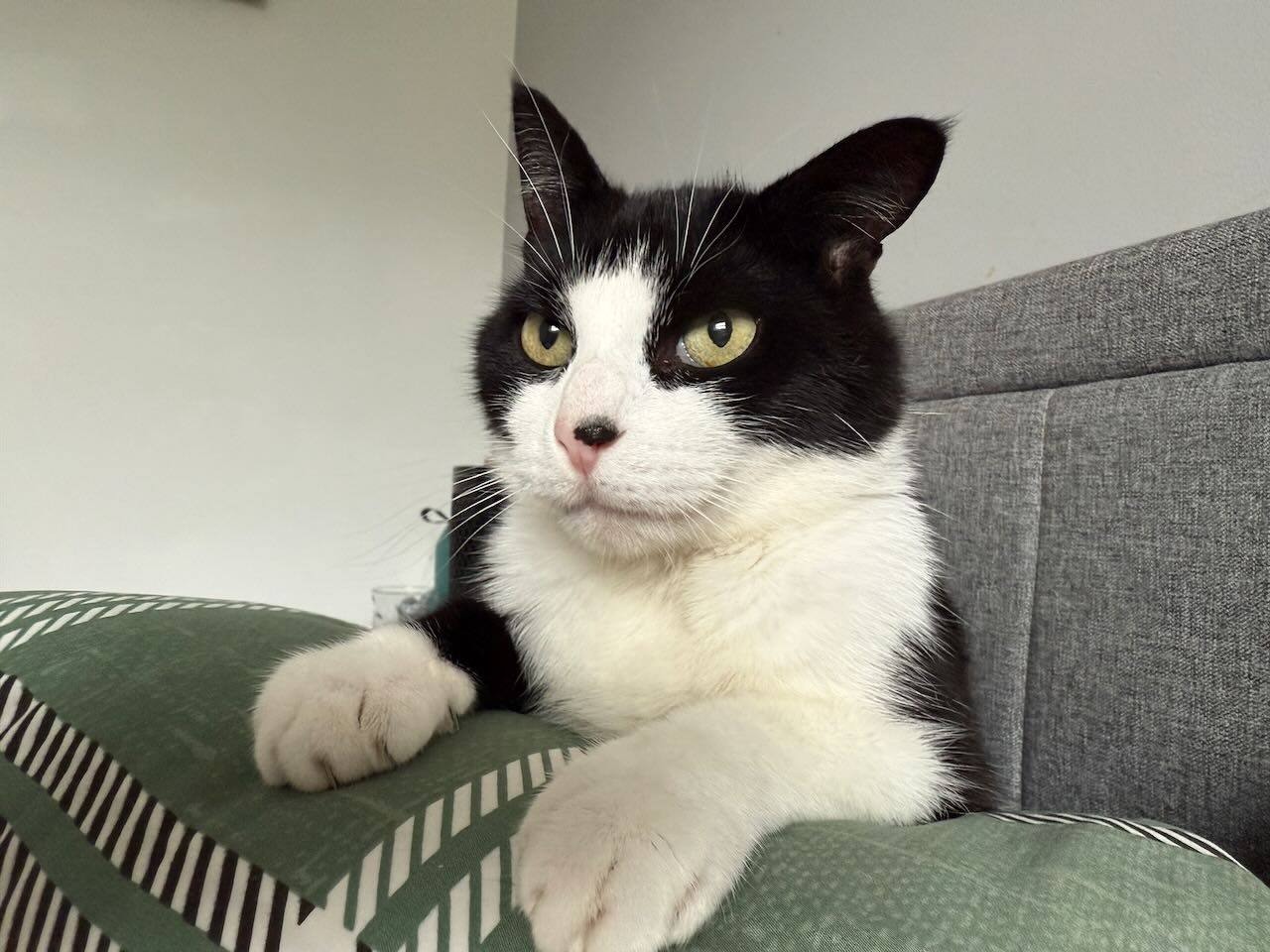 A contented senior cat relaxing in a peaceful home environment
